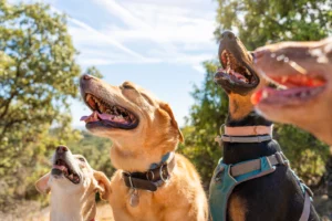 Suing Third Parties for Contributing to Dog Bite Injuries